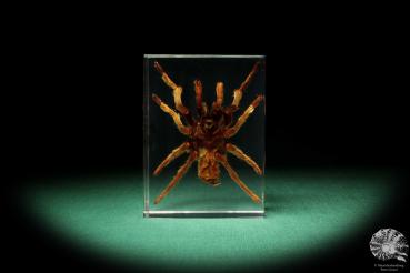 Theraphosidae ssp. (16820) a taxidermy in acrylic from Southeast Asia | Taxidermy | Taxidermy in Acrylic