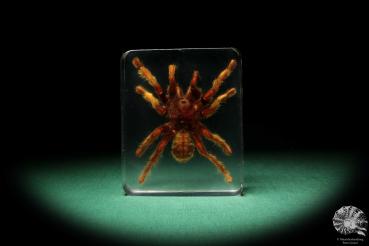 Theraphosidae ssp. (16822) a taxidermy in acrylic from Southeast Asia | Taxidermy | Taxidermy in Acrylic