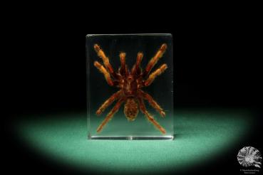 Theraphosidae ssp. (16823) a taxidermy in acrylic from Southeast Asia | Taxidermy | Taxidermy in Acrylic