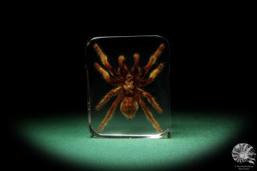 Theraphosidae ssp. (16824) a taxidermy in acrylic from Southeast Asia | Taxidermy | Taxidermy in Acrylic