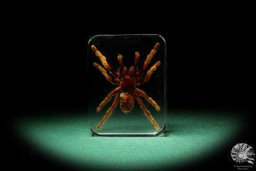 Theraphosidae ssp. (16826) a taxidermy in acrylic from Southeast Asia | Taxidermy | Taxidermy in Acrylic