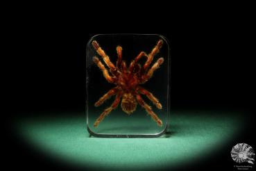 Theraphosidae ssp. (16828) a taxidermy in acrylic from Southeast Asia | Taxidermy | Taxidermy in Acrylic