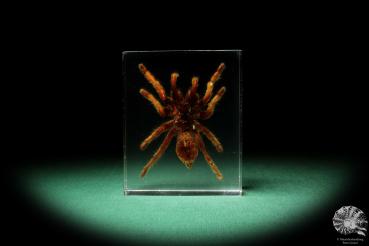 Theraphosidae ssp. (16829) a taxidermy in acrylic from Southeast Asia | Taxidermy | Taxidermy in Acrylic