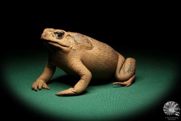 Rhinella marina (16976) a reptile from Australia | Taxidermy | Reptiles & Amphibians