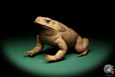 Rhinella marina (16980) a reptile from Australia | Taxidermy | Reptiles & Amphibians