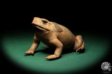 Rhinella marina (16981) ein Reptil aus Australien | Präparate | Reptilien & Amphibien