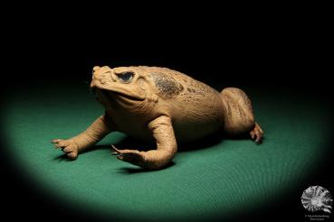 Rhinella marina (16982) ein Reptil aus Australien | Präparate | Reptilien & Amphibien