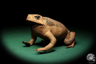 Rhinella marina (16983) a reptile from Australia | Taxidermy | Reptiles & Amphibians