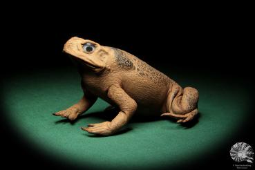 Rhinella marina (16984) a reptile from Australia | Taxidermy | Reptiles & Amphibians