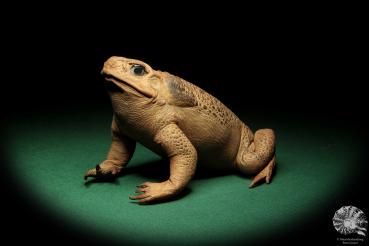 Rhinella marina (16985) a reptile from Australia | Taxidermy | Reptiles & Amphibians