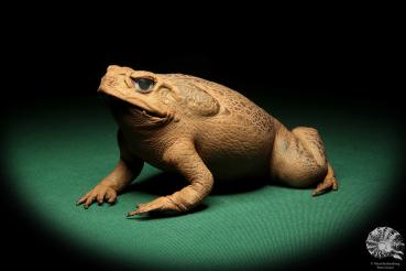 Rhinella marina (16986) a reptile from Australia | Taxidermy | Reptiles & Amphibians