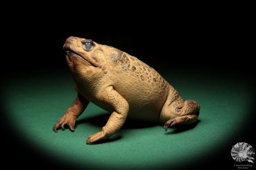 Rhinella marina (16987) ein Reptil aus Australien | Präparate | Reptilien & Amphibien