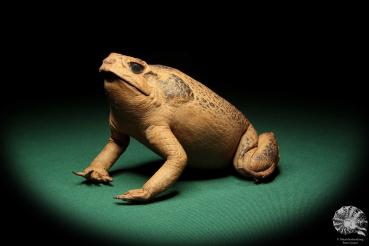 Rhinella marina (16991) a reptile from Australia | Taxidermy | Reptiles & Amphibians