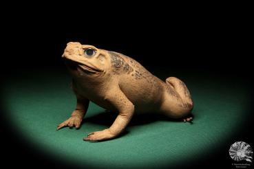 Rhinella marina (16996) ein Reptil aus Australien | Präparate | Reptilien & Amphibien