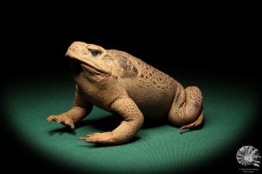 Rhinella marina (17003) ein Reptil aus Australien | Präparate | Reptilien & Amphibien