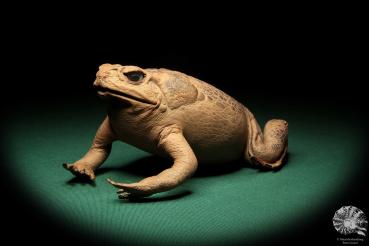 Rhinella marina (17005) ein Reptil aus Australien | Präparate | Reptilien & Amphibien