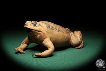 Rhinella marina (17006) a reptile from Australia | Taxidermy | Reptiles & Amphibians