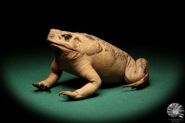 Rhinella marina (17007) a reptile from Australia | Taxidermy | Reptiles & Amphibians