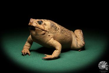 Rhinella marina (17008) a reptile from Australia | Taxidermy | Reptiles & Amphibians