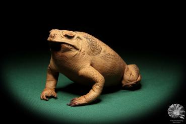 Rhinella marina (17011) a reptile from Australia | Taxidermy | Reptiles & Amphibians