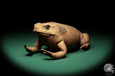 Rhinella marina (17014) a reptile from Australia | Taxidermy | Reptiles & Amphibians