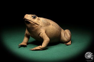 Rhinella marina (17015) a reptile from Australia | Taxidermy | Reptiles & Amphibians