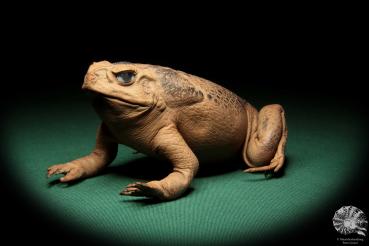 Rhinella marina (17019) a reptile from Australia | Taxidermy | Reptiles & Amphibians