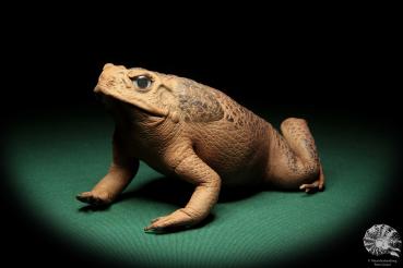 Rhinella marina (17020) a reptile from Australia | Taxidermy | Reptiles & Amphibians