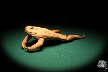 Rhinella marina (17028) a reptile from Australia | Taxidermy | Reptiles & Amphibians