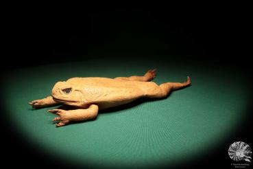 Rhinella marina (17033) a reptile from Australia | Taxidermy | Reptiles & Amphibians