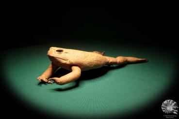 Rhinella marina (17034) a reptile from Australia | Taxidermy | Reptiles & Amphibians