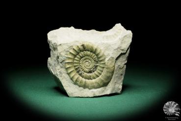 Echioceras raricostatum (17116) a cephalopod from Ukraine | Fossils | Cephalopods