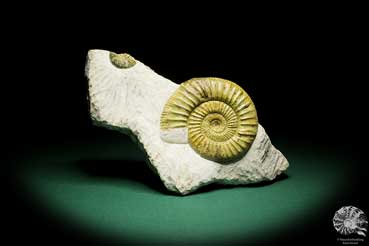 Orthosphinctes proinconditus (17129) ein Kopffüßer aus Deutschland | Fossilien | Kopffüßer