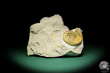 Orthosphinctes proinconditus (17138) a cephalopod from Germany | Fossils | Cephalopods