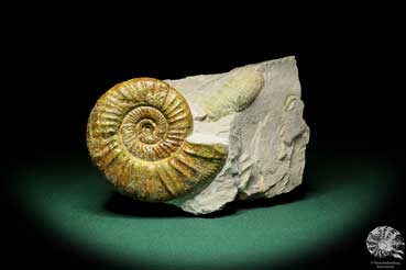 Orthosphinctes proinconditus (17143) a cephalopod from Germany | Fossils | Cephalopods