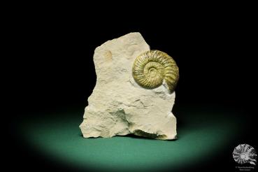 Orthosphinctes proinconditus (17148) a cephalopod from Germany | Fossils | Cephalopods