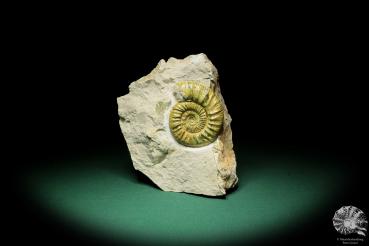 Orthosphinctes proinconditus (17149) a cephalopod from Germany | Fossils | Cephalopods