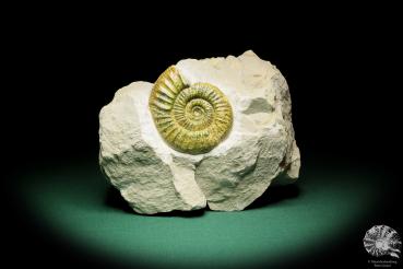 Orthosphinctes proinconditus (17153) a cephalopod from Germany | Fossils | Cephalopods