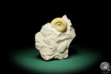 Orthosphinctes proinconditus (17156) a cephalopod from Germany | Fossils | Cephalopods