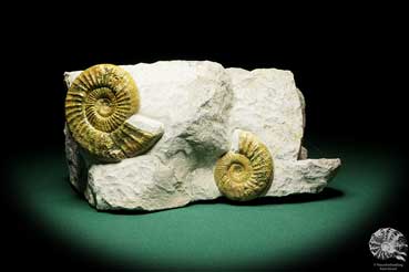 Orthosphinctes proinconditus (17157) a cephalopod from Germany | Fossils | Cephalopods