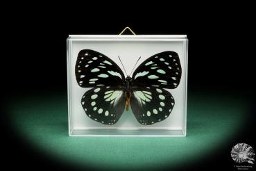 Euxanthe eurinome (17175) a butterfly from Africa | Taxidermy | Butterflies