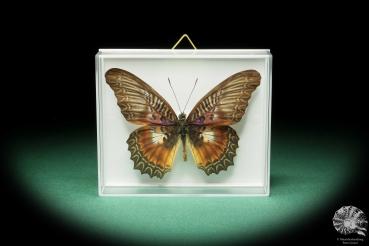 Cethosia myrina (17181) a butterfly from Indonesia | Taxidermy | Butterflies