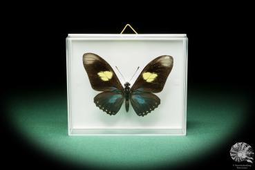 Mimoides pausanias (17184) a butterfly from South America | Taxidermy | Butterflies