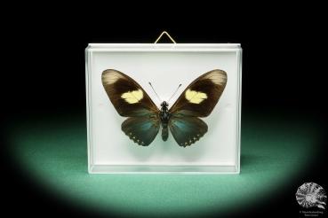 Mimoides pausanias (17185) a butterfly from South America | Taxidermy | Butterflies