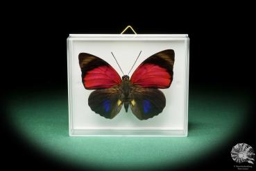 Agrias claudia lugens (17187) a butterfly from South America | Taxidermy | Butterflies