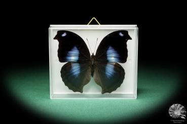 Napeocles jucunda (17188) a butterfly from South America | Taxidermy | Butterflies