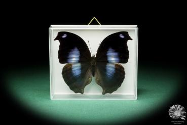 Napeocles jucunda (17190) a butterfly from South America | Taxidermy | Butterflies