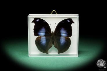 Napeocles jucunda (17191) a butterfly from South America | Taxidermy | Butterflies