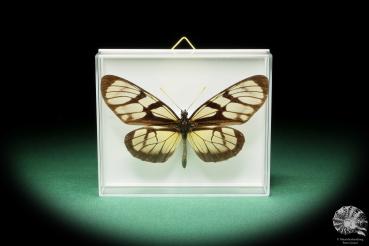 Thyridia psidii (17199) a butterfly from Central America | Taxidermy | Butterflies