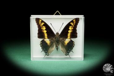 Charaxes castor (17201) a butterfly from Africa | Taxidermy | Butterflies